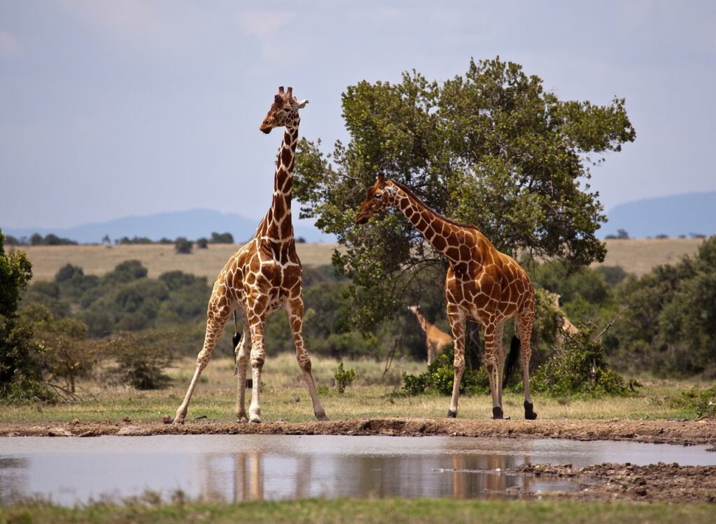 Unforgettable top Tourist Attractions in Kenya 7 giraffe, safari, kenya