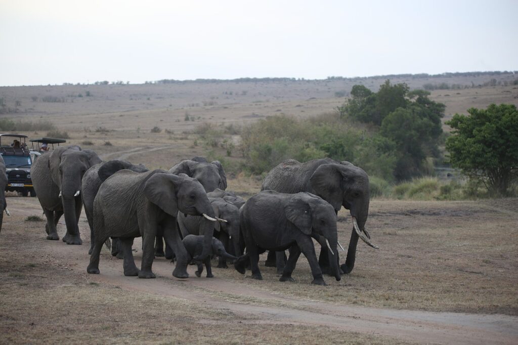 Unforgettable top Tourist Attractions in Kenya 9 elephant, herd, wildlife