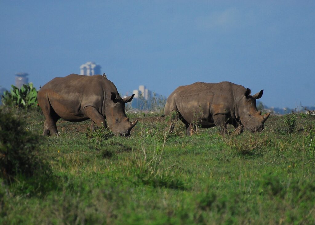 Unforgettable top Tourist Attractions in Kenya 4 rhino, nairobi national park, kenya