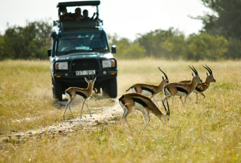 Unforgettable top Tourist Attractions in Kenya 1 vehicle running near the antelope during daytim