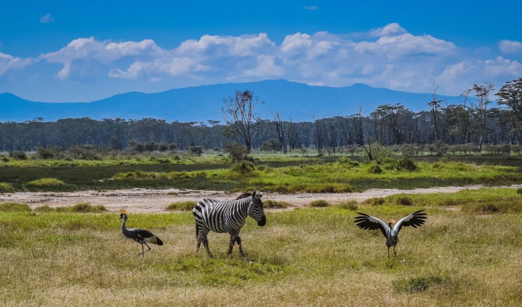 Unforgettable top Tourist Attractions in Kenya 10 zebra on green grass field during daytime