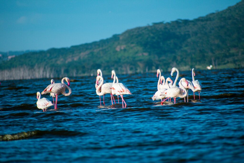 Unforgettable top Tourist Attractions in Kenya 3 a group of flamingos wading in a body of water